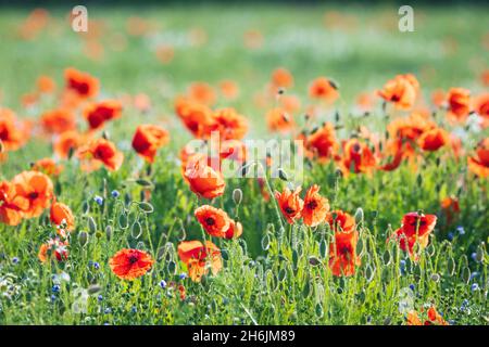 Coquelicots dans un champ de Flax près d'Easingwold, York, Yorkshire du Nord, Angleterre, Royaume-Uni,Europe Banque D'Images