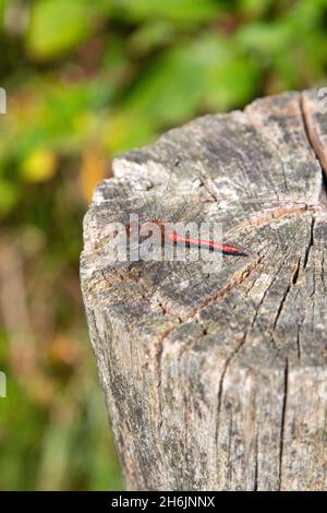 Libellule mâle Ruddy darter (Sympetrum sanguineum) reposant sur un poteau en bois Banque D'Images