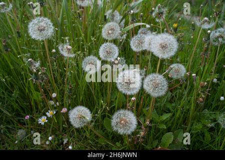 Pissenlit commun les têtes de graines de Taraxacum officinale sont des boules rondes de nombreux fruits touffés d'argent qui se dispersent dans le vent Banque D'Images