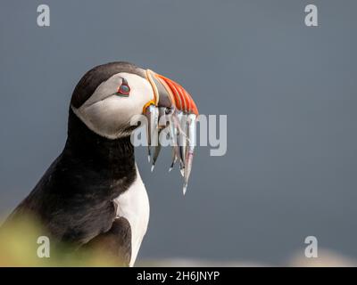 Macareux de l'Atlantique adulte (Fratercula arctica, retournant au site du nid avec des poissons (anguilles de sable) pour son poussin sur l'île Grimsey, Islande, régions polaires Banque D'Images