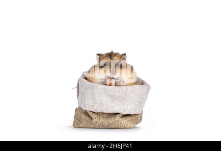 Joli hamster assis dans un petit sac, mangeant de quelque chose dans ses pattes.En regardant vers l'appareil photo.Isolé sur un fond blanc. Banque D'Images