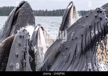 Baleines à bosse adultes (Megaptera novaeangliae, alimentation en filet à bulles dans le détroit de Sitka, Alaska du Sud-est, États-Unis d'Amérique, Amérique du Nord Banque D'Images