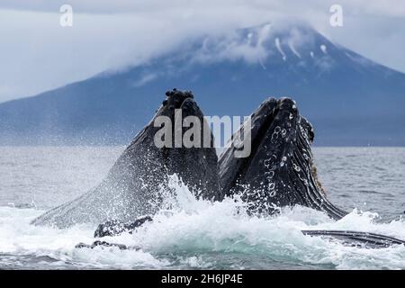 Baleines à bosse adultes (Megaptera novaeangliae, alimentation en filet à bulles dans le détroit de Sitka, Alaska du Sud-est, États-Unis d'Amérique, Amérique du Nord Banque D'Images