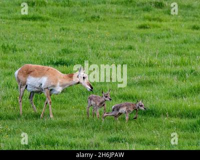 Une mère pronglorique adulte (Antilocapra americana, avec des veaux nouveau-nés dans le parc national de Yellowstone, Wyoming, États-Unis d'Amérique, Amérique du Nord Banque D'Images