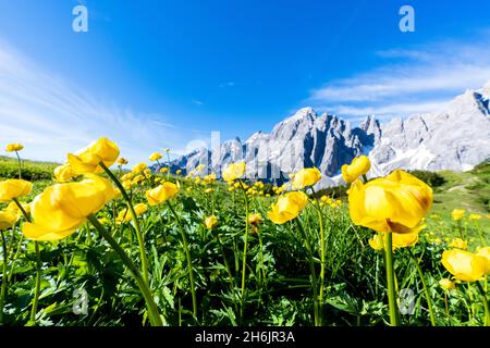 Bottondoro (globeflowers) (Trollius europaeus) fleurs en fleurs qui encadrent les montagnes Cima dei Colesei et Popera, Comelico, Dolomites, Italie Banque D'Images