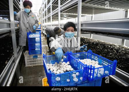 (211116) -- YINCHUAN, 16 novembre 2021 (Xinhua) -- les agriculteurs cueilent des champignons dans une base de plantation située dans la ville de Minning, dans la région autonome de Ningxia hui, dans le nord-ouest de la Chine, le 18 mars 2020.(Xinhua/Wang Peng) Banque D'Images
