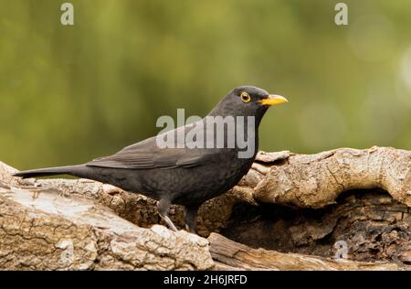 Homme Blackbird, Turdus, perché au-dessus d'un jardin du Bedfordshire, Royaume-Uni 2021 Banque D'Images