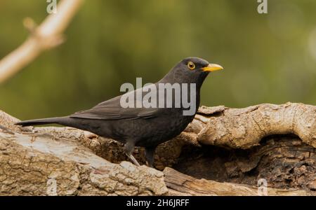 Homme Blackbird, Turdus, perché au-dessus d'un jardin du Bedfordshire, Royaume-Uni 2021 Banque D'Images