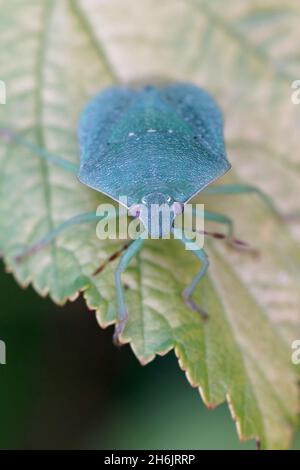 Gros plan vertical sur une image adulte bleu-vert de l'insecte de protection vert du Sud, Nezara virudula Banque D'Images