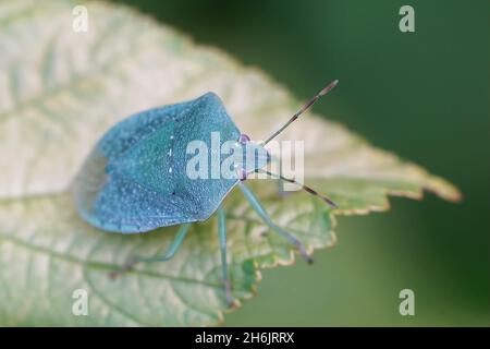 Gros plan sur une image adulte bleu-vert du shiel vert méridional Banque D'Images