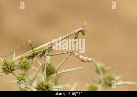 Gros plan de l'extraterrestre regardant la tête d'une mante française de prière , Empusa pennata Banque D'Images