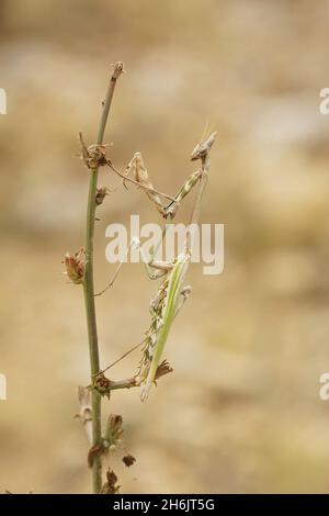 Gros plan vertical sur la grande mante à tête de conée, Empusa pennata Banque D'Images