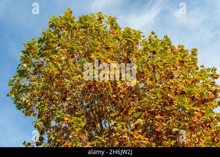 Sommets de l'arbre d'automne avec des feuilles jaunes contre le ciel bleu. Banque D'Images