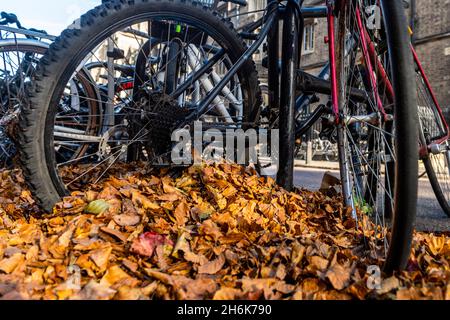 Pousser des vélos garés avec des feuilles mortes à Cambridge, Royaume-Uni. Banque D'Images