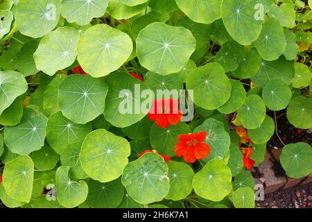 Fleurs de nasturtium rouge avec des feuilles vertes cultivées dans la cour Banque D'Images