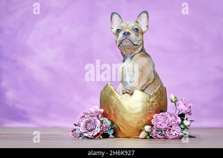 Chien Bulldog français chiot éclosion hors de la coquille d'oeuf dorée à côté des roses devant le mur rose Banque D'Images