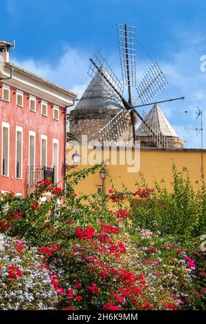 Maison de ville et moulin à vent historique d'es Jonquet avec scène de floraison dans la vieille ville de Palma de Majorque, Majorque, Iles Baléares, Espagne Banque D'Images