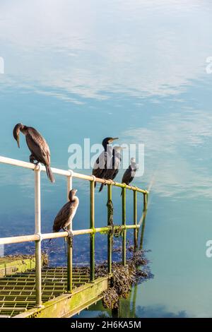 Cormorans perchés près du port Banque D'Images