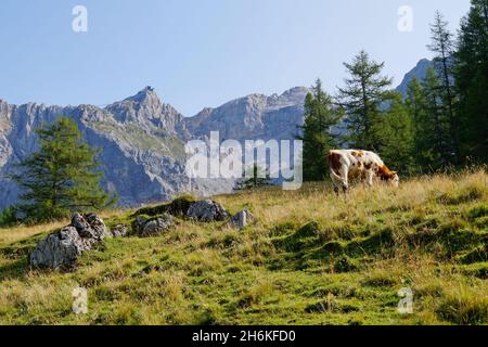 Une vache qui broutage dans les Alpes autrichiennes de la région de Dachstein (vallée de Neustatt, Styrie en Autriche)
