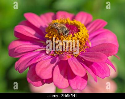 Gros plan d'une abeille api collectant le pollen de sapes sur des fleurs de dahlia jaune et rose dans le jardin Banque D'Images