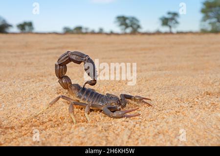 Scorpion à queue épaisse granulé (Parabuthus granulatus), désert du Kalahari, Afrique du Sud Banque D'Images