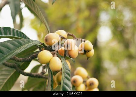 Gros plan d'une branche d'arbre avec des fruits médlar japonais (Loquat) dans le jardin sous la lumière du soleil Banque D'Images