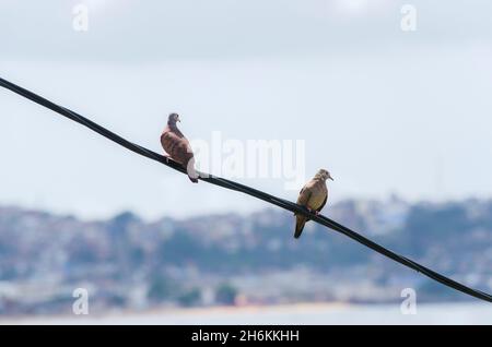 Deux oiseaux sur un fil électrique.Salvador Bahia Brésil. Banque D'Images