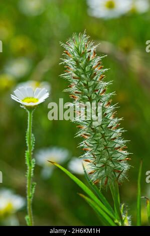 Trèfle à cramoisi à feuilles étroites / trèfle étroit / trèfle à feuilles étroites (Trifolium angustifolium) montrant des fruits immatures, originaires d'Europe, d'Asie et du Nord A. Banque D'Images