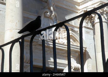 Pigeon sur une clôture métallique, Dubrovnik, Croatie. Banque D'Images