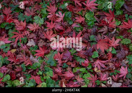 Des feuilles d'Acer palmatum Sjojo shidare sont sur le sol en automne. Banque D'Images