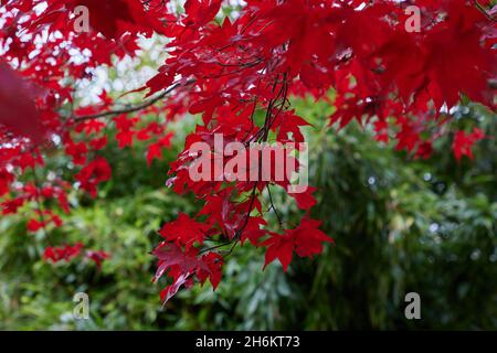 Acer palmatum Oshio beni affiche des feuilles rouges en automne. Banque D'Images