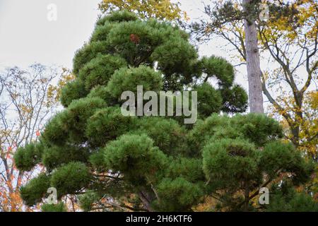 Pinus Nigra ssp. Salzmanii. Banque D'Images