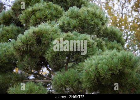Pinus Nigra ssp. Salzmanii. Banque D'Images