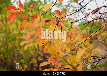 Feuilles d'automne colorées sur les branches dans le jardin. Banque D'Images
