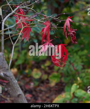 Gros plan des feuilles rouges d'Acer palmatum Sumi-nagashi en novembre. Banque D'Images