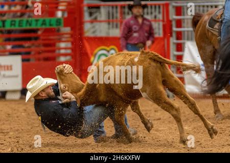 Davie, États-Unis.12 novembre 2021.Braquer sur le circuit Southeastern Finals Rodeo à Davie, FL, du 11 au 13 novembre 2021 pendant l'événement.(Photo par Yaroslav Sabitov/YES Market Media/Sipa USA) crédit: SIPA USA/Alay Live News Banque D'Images