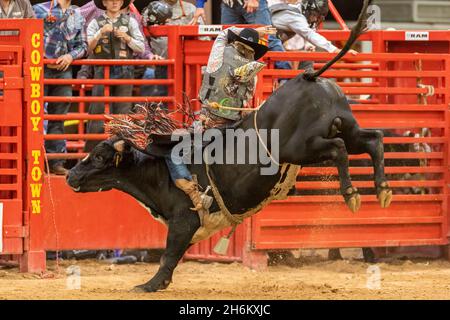 Davie, États-Unis.12 novembre 2021.Bull Riding vu sur le circuit Southeastern Finals Rodeo à Davie, FL du 11 au 13 novembre 2021 pendant l'événement.(Photo par Yaroslav Sabitov/YES Market Media/Sipa USA) crédit: SIPA USA/Alay Live News Banque D'Images