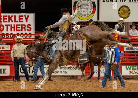 Davie, États-Unis.12 novembre 2021.Saddle Bronc Riding vu sur Southeastern circuit finals Rodeo à Davie, FL du 11 au 13 novembre 2021 pendant l'événement.(Photo par Yaroslav Sabitov/YES Market Media/Sipa USA) crédit: SIPA USA/Alay Live News Banque D'Images