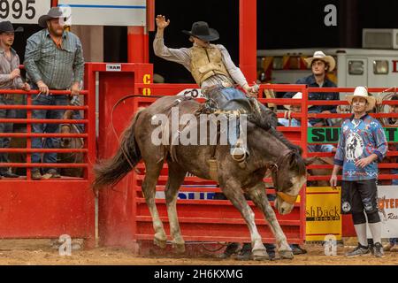 Davie, États-Unis.12 novembre 2021.Saddle Bronc Riding vu sur Southeastern circuit finals Rodeo à Davie, FL du 11 au 13 novembre 2021 pendant l'événement.(Photo par Yaroslav Sabitov/YES Market Media/Sipa USA) crédit: SIPA USA/Alay Live News Banque D'Images