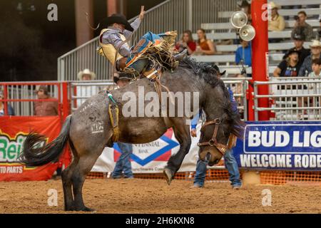 Davie, États-Unis.12 novembre 2021.Promenade en bareback vue sur le circuit Southeastern Finals Rodeo à Davie, FL du 11 au 13 novembre 2021 pendant l'événement.(Photo par Yaroslav Sabitov/YES Market Media/Sipa USA) crédit: SIPA USA/Alay Live News Banque D'Images