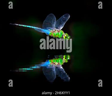 Une libellule Darner verte survole un petit étang dans les Everglades de Floride et projette une belle réflexion dans l'eau. Banque D'Images