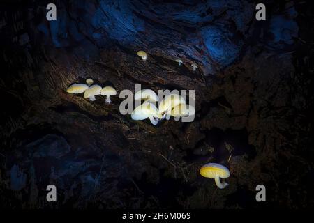 Les petits champignons poussent à l'intérieur d'un tronc d'arbre tombé dans une zone boisée des Everglades de Floride. Banque D'Images