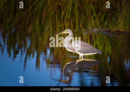 Une chasse aux hérons tricolores pour les petits poissons au coucher du soleil dans le parc national des Everglades. Banque D'Images