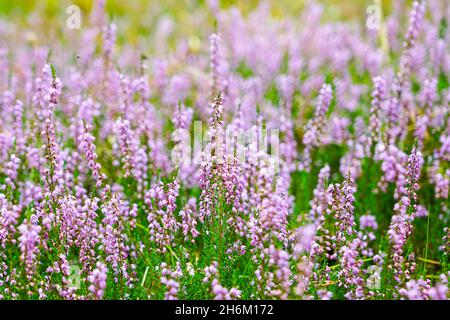 Fleurs de bruyère rose sauvage en forêt Banque D'Images