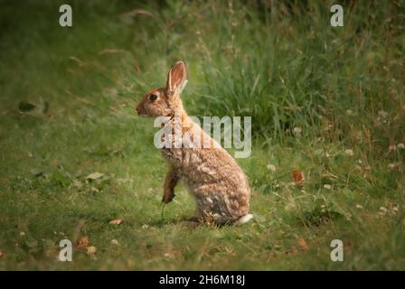 LAPIN BRUN SAUVAGE DEBOUT SUR LES PATTES ARRIÈRE Banque D'Images