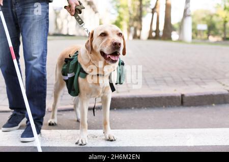 Homme aveugle avec chien guide traversant la route en ville Banque D'Images