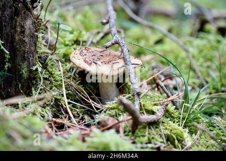 Gros plan d'Infundibulicybe geotropha, également connu sous le nom d'entonnoir trooping ou tête de moine. Banque D'Images