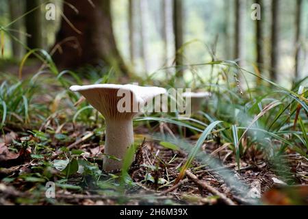 Gros plan d'Infundibulicybe geotropha, également connu sous le nom d'entonnoir trooping ou tête de moine. Banque D'Images