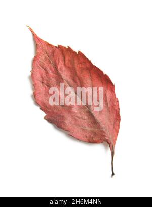 Feuille d'automne de charme sur fond blanc Banque D'Images