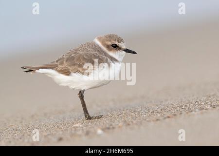 Clover de Kentish (Charadrius alexandrinus), vue latérale d'un individu debout sur le sable, Campanie, Italie Banque D'Images